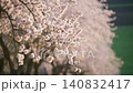 Almond trees are blooming with delicate pink blossoms in an agricultural orchard. Sunrise light. Rack focus 140832417