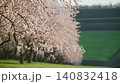 Almond trees are blooming with delicate pink blossoms in an agricultural orchard. Sunrise light 140832418