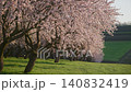 Almond trees are blooming with delicate pink blossoms in an agricultural orchard. Sunrise light 140832419