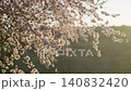 Almond trees are blooming with delicate pink blossoms in an agricultural orchard. Sunrise light 140832420