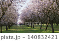 Almond blossom season showing trees in rows with a trailer holding beehives at the end of a path 140832421