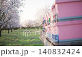 Bees departing and returning to pink beehives in a blooming almond orchard for pollination 140832424