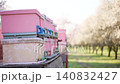 Bees departing and returning to pink beehives in a blooming almond orchard for pollination 140832427