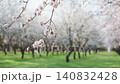 Almond blossoms blooming in an orchard during springtime representing growth and renewal 140832428
