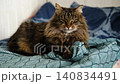 Beautiful fluffy tabby cat lying on a bed with a blue patterned blanket. Portrait of a majestic longhair cat looking at the camera. Cozy home interior, domestic animal, and pet care concept. Banner 140834491