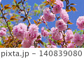 Double cherry blossoms 140839080