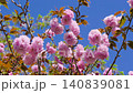Double cherry blossoms 140839081