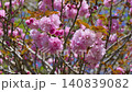 Double cherry blossoms 140839082