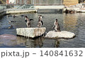 Penguins swimming and resting on rocks in enclosure at Copenhagen Zoo.  140841632