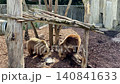 Brown bears playing in enclosure at Copenhagen Zoo.  140841633