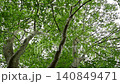 Fresh green leaves (Lysimachia japonica) 140849471