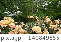 Roses in the rose garden (Ashram) 140849855