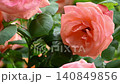 Roses in the rose garden (Ashram) 140849856