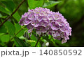Hydrangea 140850592