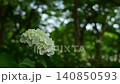 Hydrangea 140850593
