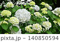 Hydrangea 140850594
