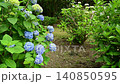 Hydrangea 140850595