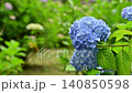 Hydrangea 140850598