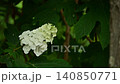 Kashiwaba hydrangea 140850771