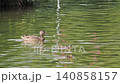 マガモのお母さんと赤ちゃん 140858157