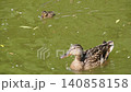 マガモのお母さんと赤ちゃん 140858158