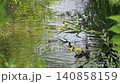 マガモのお母さんと赤ちゃん 140858159