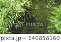 マガモのお母さんと赤ちゃん 140858160