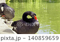 Black swan cleaning himself in a pond, FullHD footage 140859659