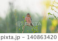 Ortolan bunting or Emberiza hortulana with grasshopper insect in beak. Wild bird turning head on yellow tansy flower branch in summer meadow natural habitat parental care concept 140863420