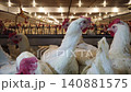 Commercial Broiler Chicken Farm with Automated Feeding and Drinking System 140881575