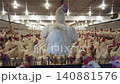 Commercial Broiler Chicken Farm with Automated Feeding and Drinking System 140881576