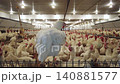Commercial Broiler Chicken Farm with Automated Feeding and Drinking System 140881577