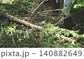 Close-up of a chainsaw cutting lumber. Close-up of a chainsaw cutting lumber. 140882649