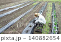 Agriculture: Japanese man planting peanut seedlings in a field. Agriculture: Japanese man planting peanut seedlings in a field. 140882654