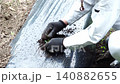 Agriculture: Close-up of a Japanese man planting peanut seedlings. Agriculture: Close-up of a Japanese man planting peanut seedlings. 140882655