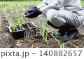 Agriculture: Close-up of a Japanese man planting corn seedlings. Agriculture: Close-up of a Japanese man planting corn seedlings. 140882657
