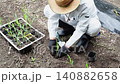 Agriculture: Japanese man planting corn seedlings Agriculture: Japanese man planting corn seedlings 140882658