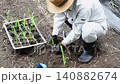 Agriculture: Japanese man planting corn seedlings Agriculture: Japanese man planting corn seedlings 140882674