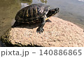 Dark Pond Turtle Resting and Turning on Rock at Water Edge 140886865