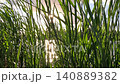Sunlight Shining Through Tall Green Reed Grass at Sunset 140889382