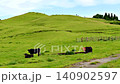 熊本 阿蘇山 根子岳の麓にある新緑の草原と放牧牛 140902597