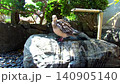 A turtle dove preening itself on a garden stone. 140905140