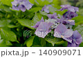雨に濡れた紫陽花01 140909071