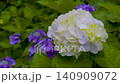 雨に濡れた紫陽花02 140909072