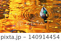 Slow-motion footage of drake duck washes in the Karpiev pond in the Summer Garden on a clear autumn day, an incredible reflection of yellow leaves on the surface of the water, Russia, Saint Petersburg 140914454