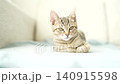 A tabby kitten sitting in a loaf position 140915598