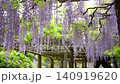 特別天然記念物・牛島の藤 樹齢1200年の見事な藤棚から垂れ下がる美しい藤の花 140919620