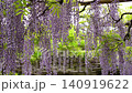 特別天然記念物・牛島の藤 樹齢1200年の見事な藤棚から垂れ下がる美しい藤の花 140919622