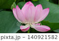 水元公園で美しく咲き誇るピンク色の蓮の花(初夏) 水元公園で美しく咲き誇るピンク色の蓮の花(初夏) 140921582