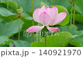 水元公園に咲く美しいピンクの蓮の花と花托 水元公園に咲く美しいピンクの蓮の花と花托 140921970